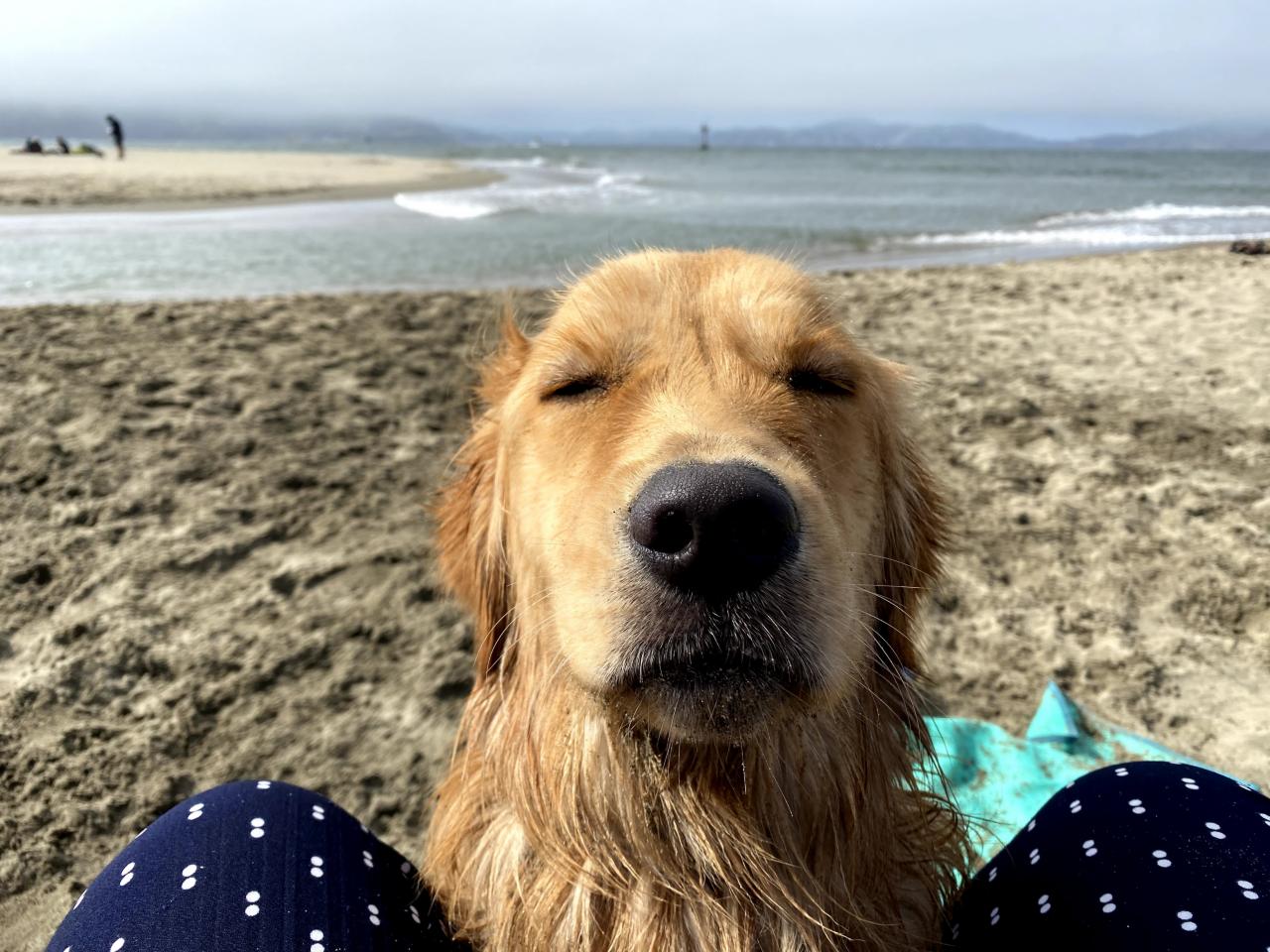 beach dog